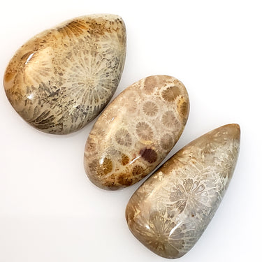 Natural Agatized Cabochons